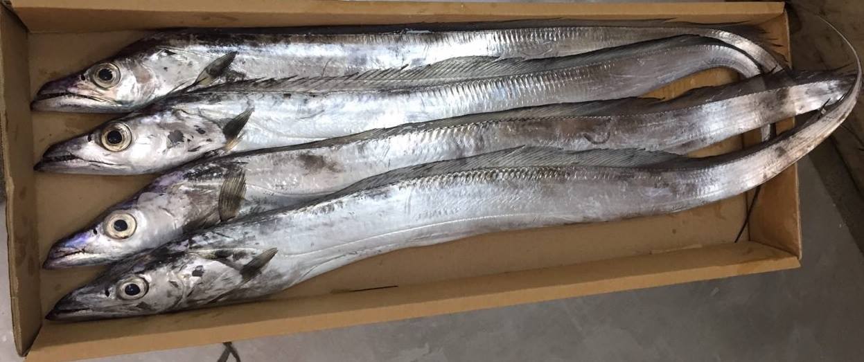 Ribbon Fish